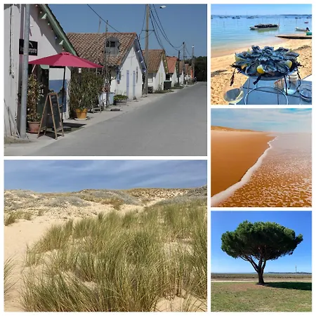 Terrasse Vegetale Bord Plages Bassin
